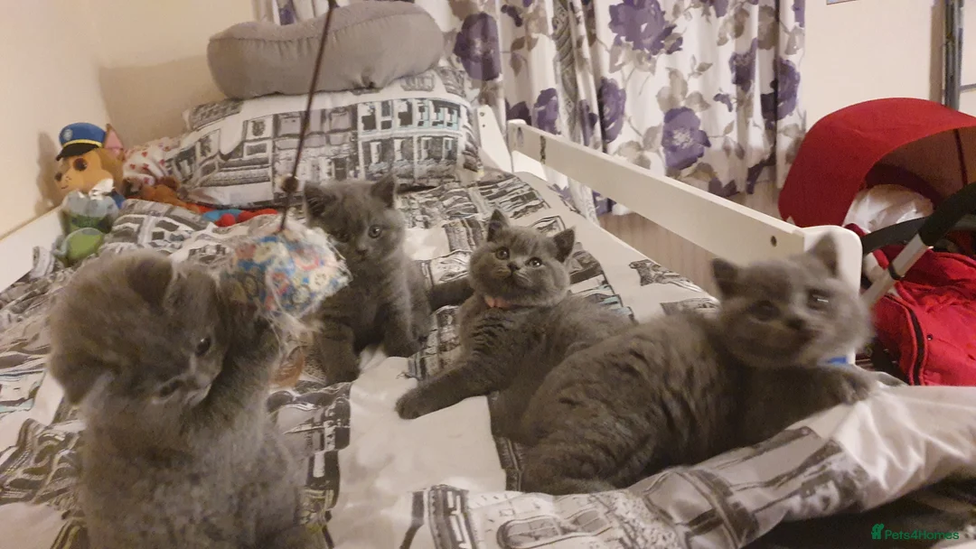 British Shorthair cats for stud: Lilac GCCF active stud Manchester  in Manchester - Advert 12