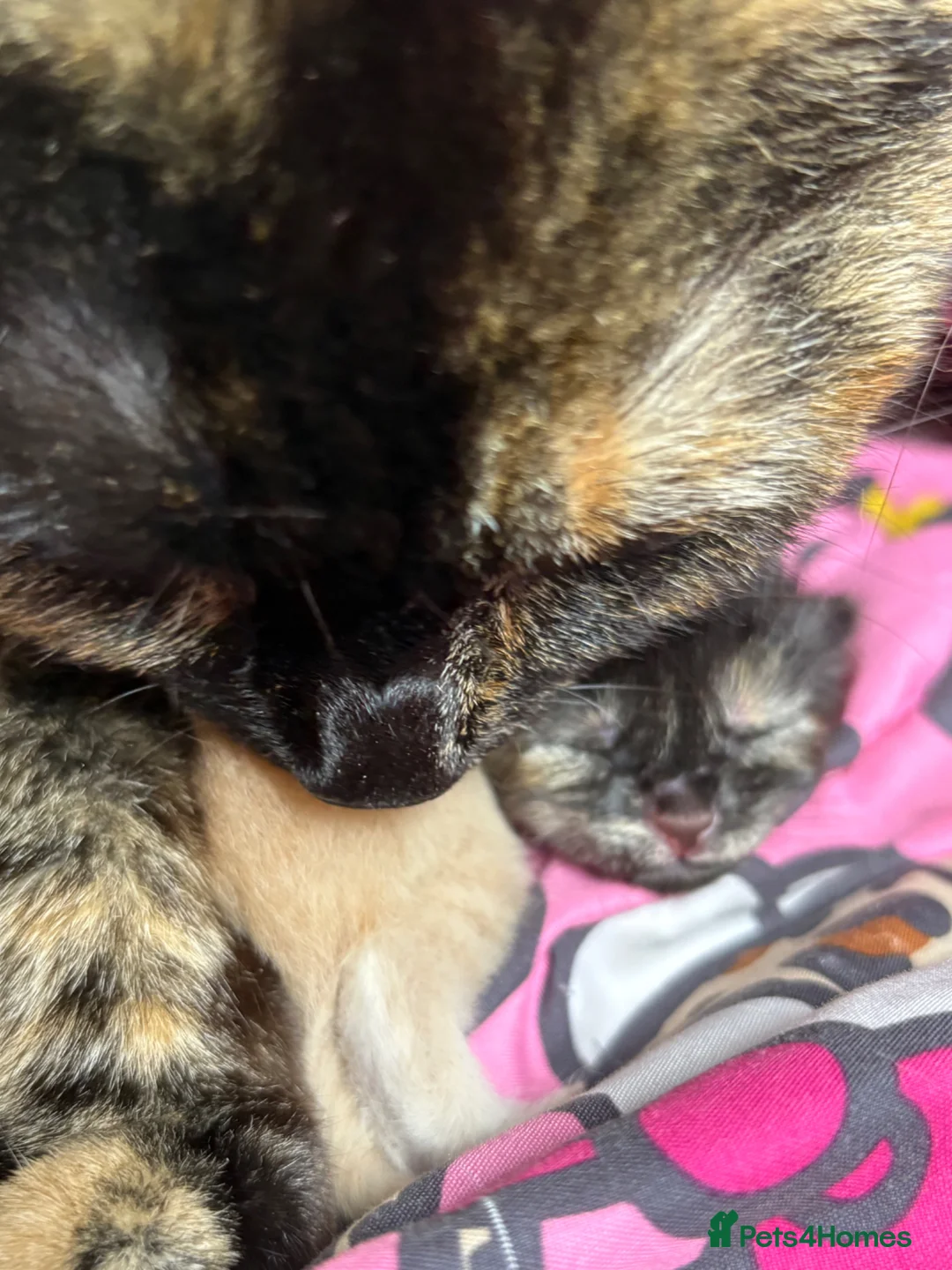 British Shorthair cats for sale: Tortoiseshell girl - Advert 6