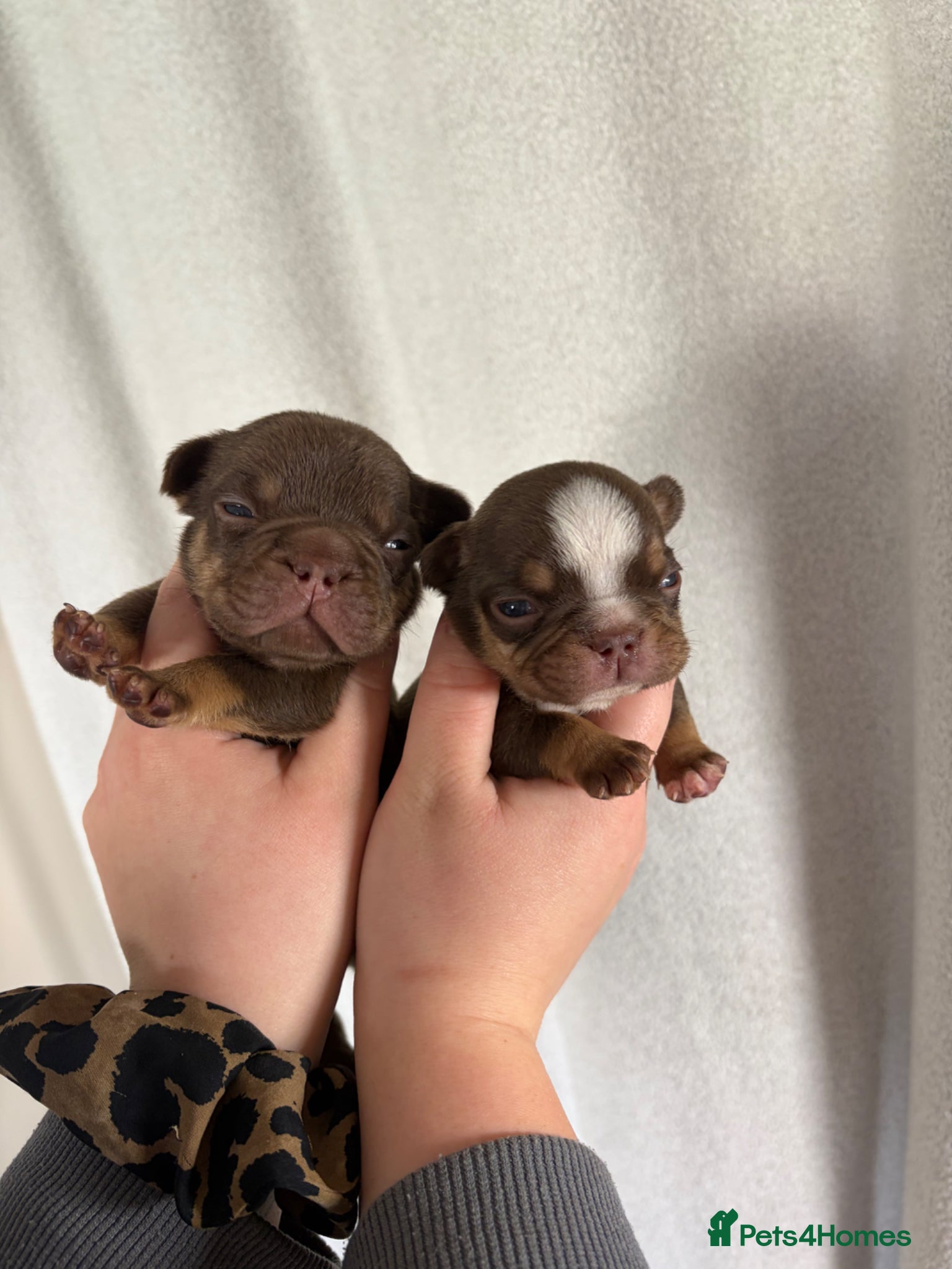French Bulldog dogs Fully health tested French bull dog puppies  - Advert 5