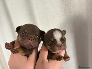 French Bulldog dogs Fully health tested French bull dog puppies - Advert 5