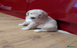 Goldendoodle dogs for sale: Goldendoodle F1 puppies  - Image 1