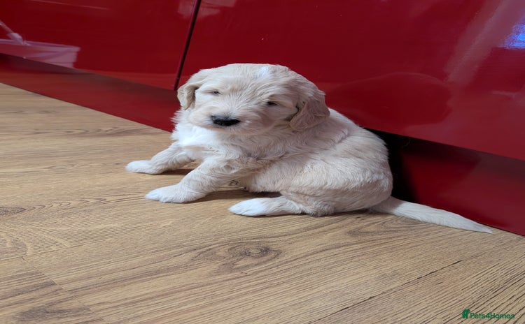 Goldendoodle dogs - Advert 1