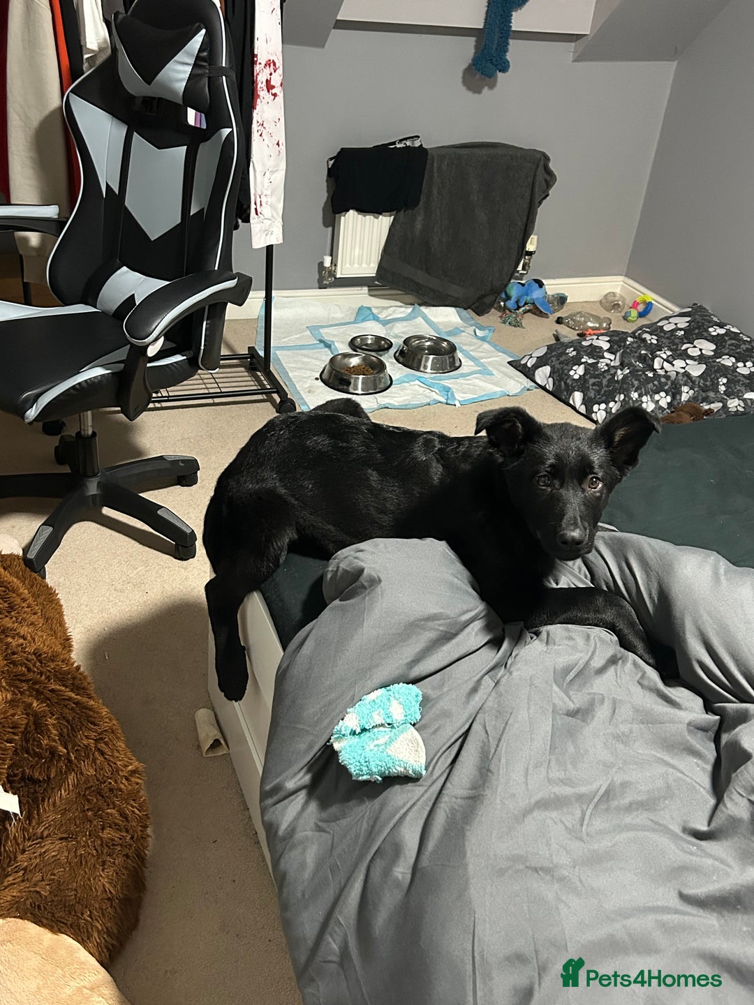 German Shepherd dogs for sale: Black German shepherd puppy - Advert 2