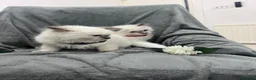 Ragdoll cats for sale: Amazing Ragdoll - Advert 8