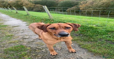 Rhodesian Ridgeback dogs Temperament Temperament Temperament  - Advert 1