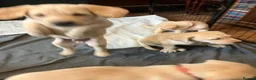 Labrador Retriever dogs for sale: Gorgeous Labrador puppies for sale - Advert 16