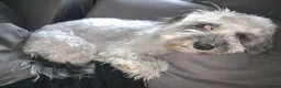 Cockapoo dogs for stud: Girl mini cockapoo looking for a male stud in Lydd in Romney Marsh - Advert 7
