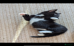 Mixed Breed cats for sale: 5 beautiful kittens  - Image 1