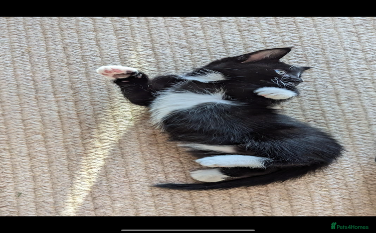 Mixed Breed cats - Advert 13