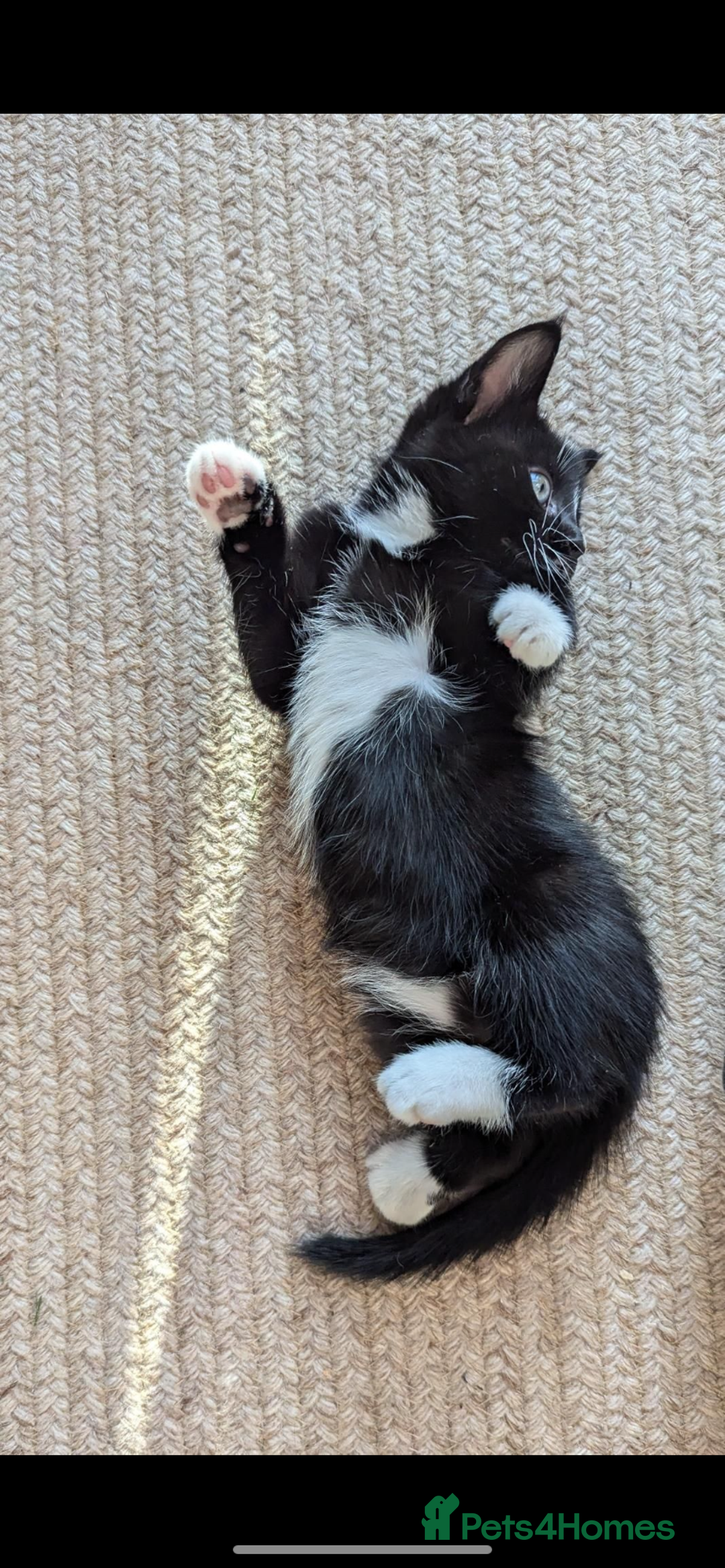 Mixed Breed cats for sale: 5 beautiful kittens  - Image 1