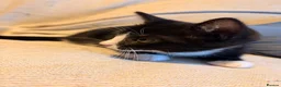 Mixed Breed cats for sale: 1 boy kitten available  - Advert 4