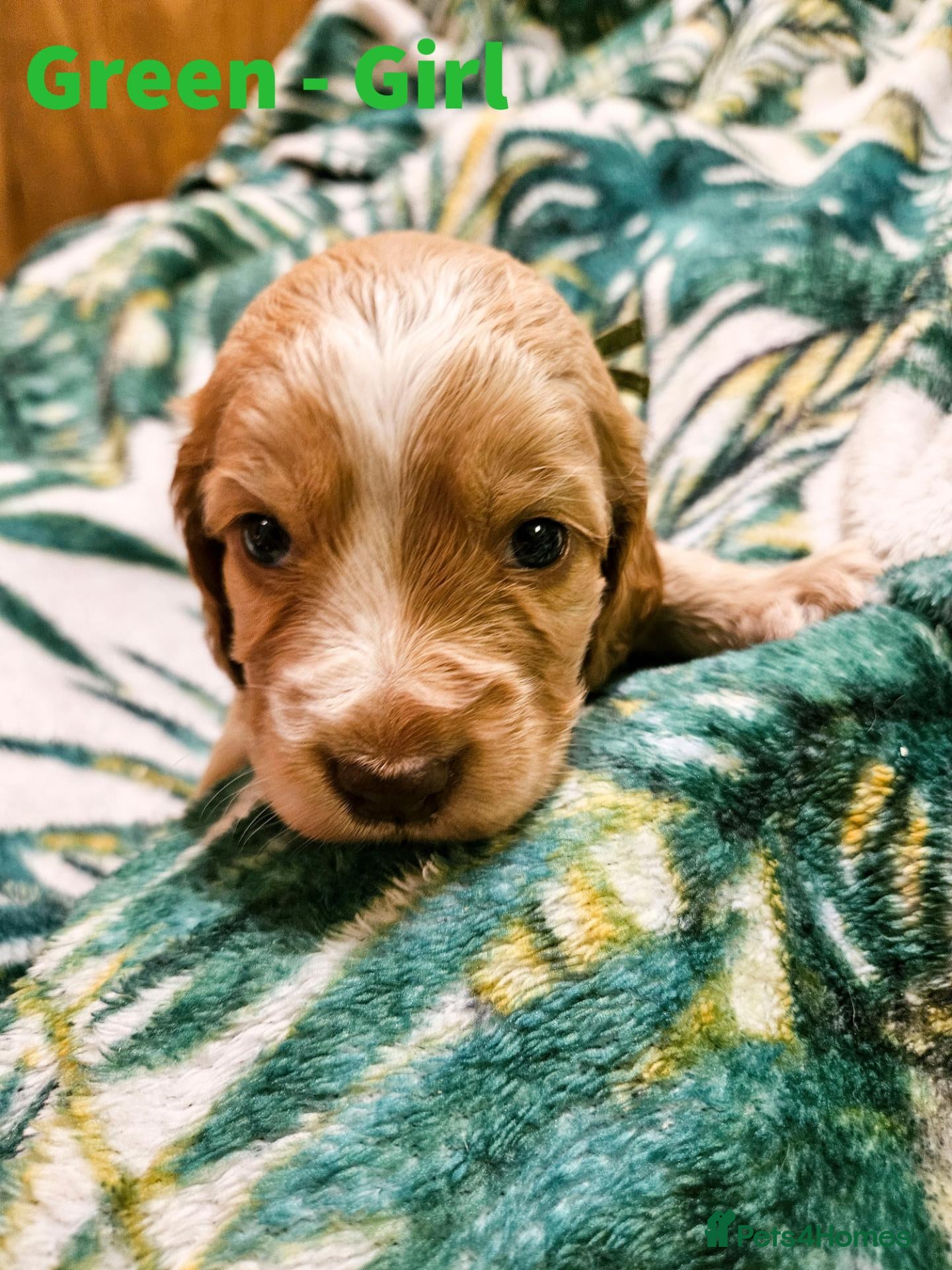 Cocker Spaniel dogs Stunning show KC Registered Cocker Spaniel pups - Advert 10