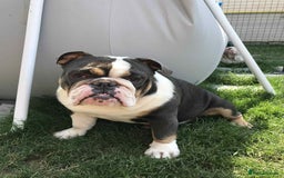 English Bulldog dogs for sale: English Bulldog  - Image 3