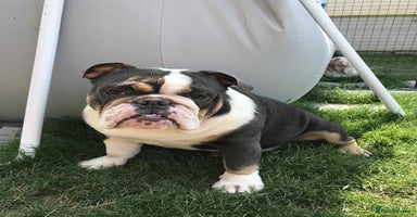 English Bulldog dogs - Advert 13