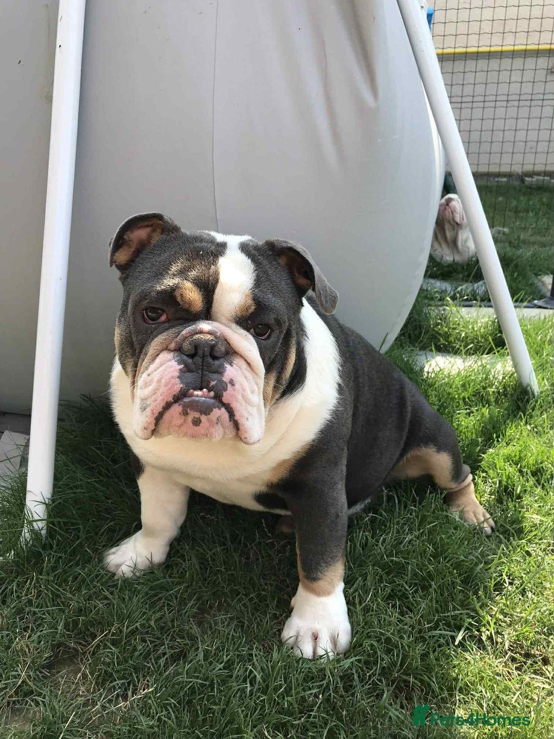 English Bulldog dogs for sale: English Bulldog  - Image 3