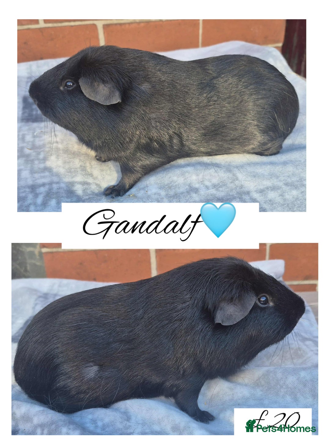 Guinea Pig rodents for sale: Guinea pig boars  - Advert 1