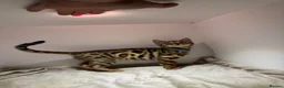 Bengal cats for sale: Tica Registered Pedigree Bengal kittens in Leeds - Advert 24
