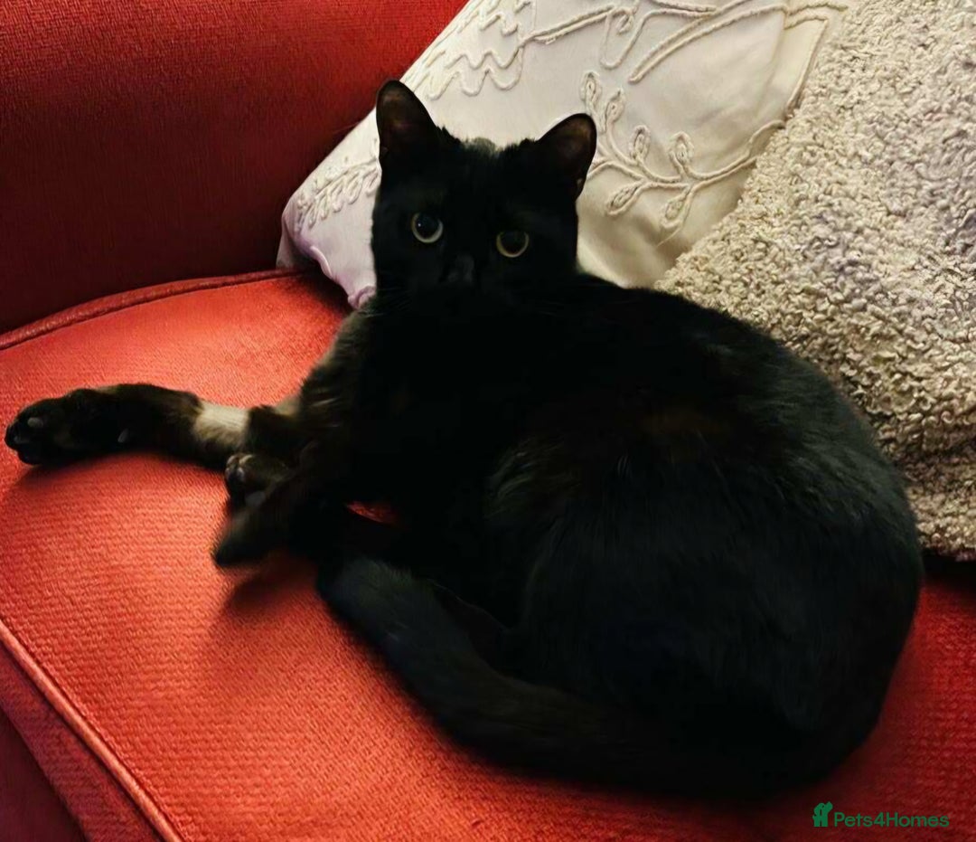 Mixed Breed cats for adoption: Beautiful Emma - Advert 2