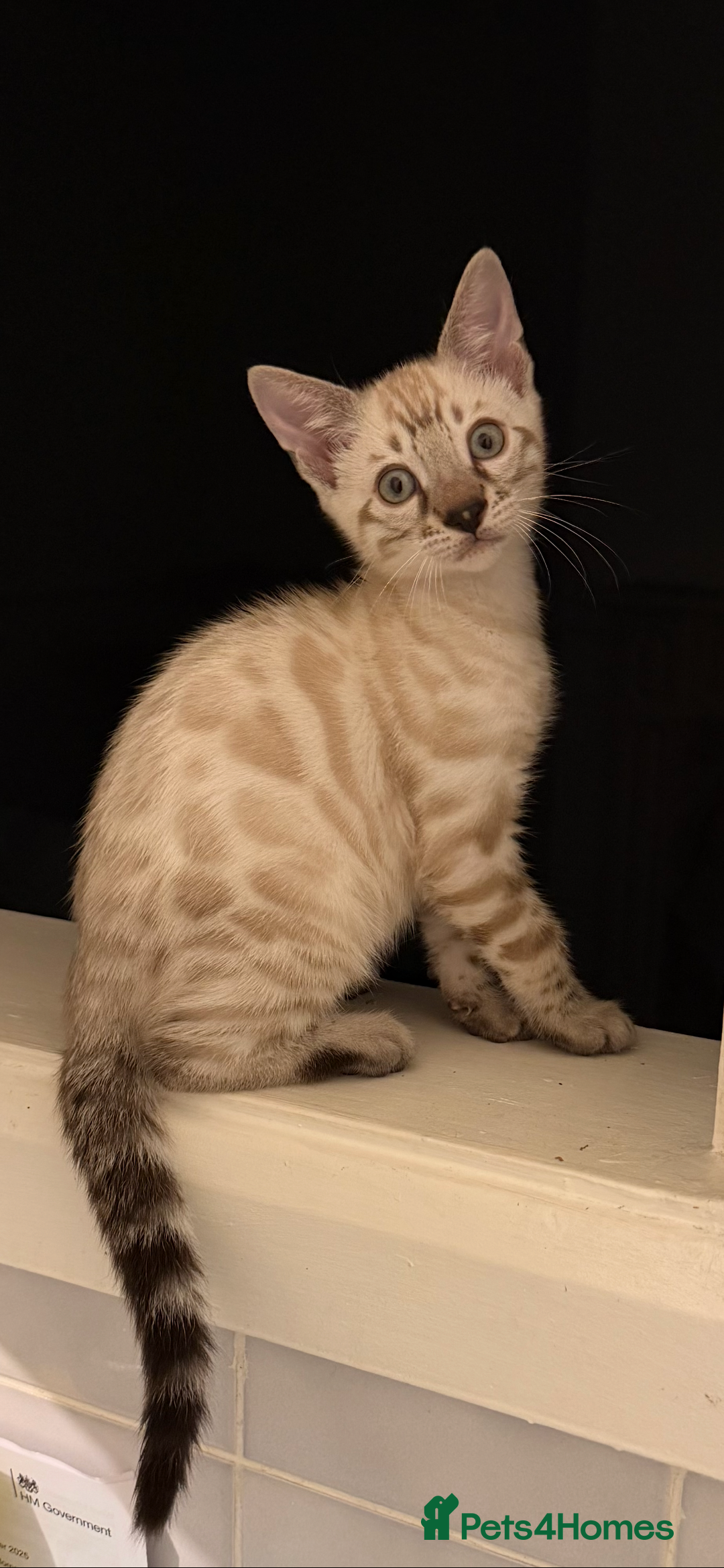 Bengal cats for sale: 🩶 BENGAL 🔥 KITTENS 🤍 TICA REGISTERED  - Advert 29