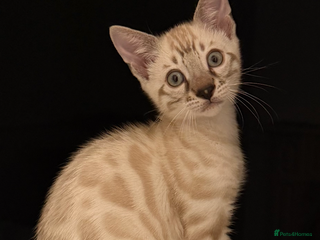 Bengal cats 🩶 BENGAL 🔥 KITTENS 🤍 TICA REGISTERED - Advert 4