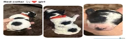 Miniature Poodle dogs for sale: KC parti colour miniature poodle puppies - Advert 8