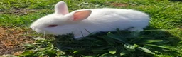 Mixed Breed rabbits for sale: Friendly dwarf-mix bunnies - Advert 2