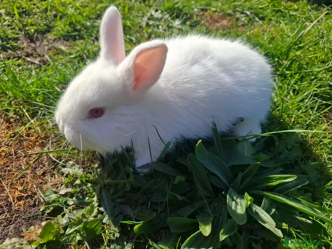 Mixed Breed rabbits for sale: Friendly dwarf-mix bunnies - Advert 2