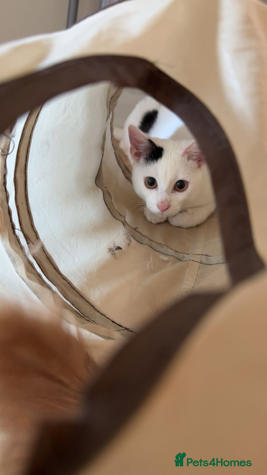 Mixed Breed cats for sale: Four month old cuddly boy - Advert 5