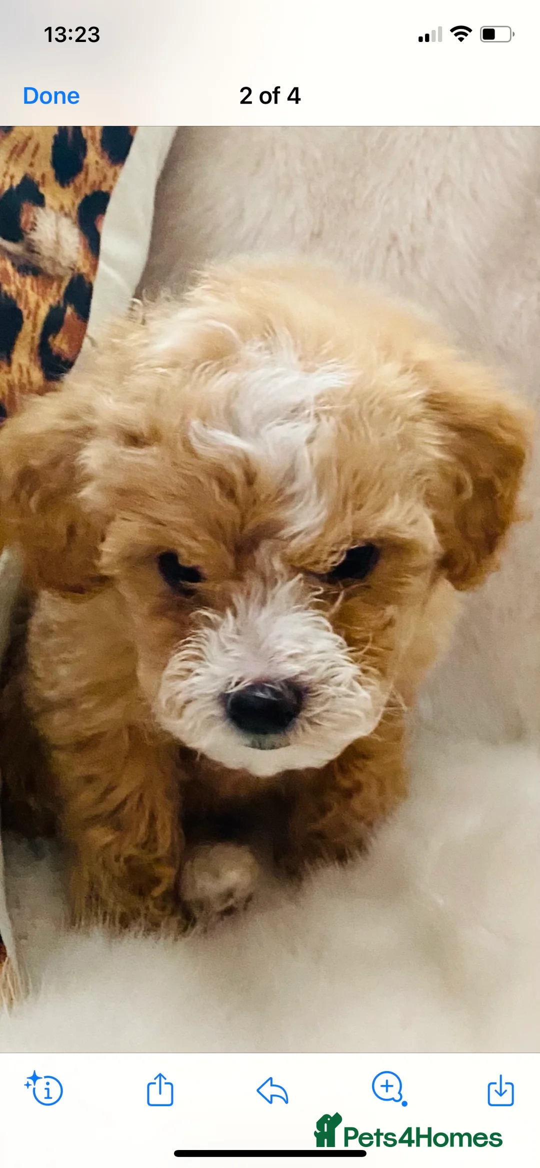 Toy Poodle dogs for stud: EXTENSIVELY HEALTH TESTED TOY POODLE STUD TYSON🌹 in Sheerness - Advert 2