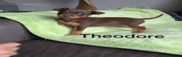 Mixed Breed dogs for sale: Miniature Pinscher x Russian Toy Terrier Puppies - Advert 10