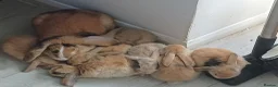 Mixed Breed rabbits for sale: 7 bunnies for sale  in Wellingborough - Advert 1