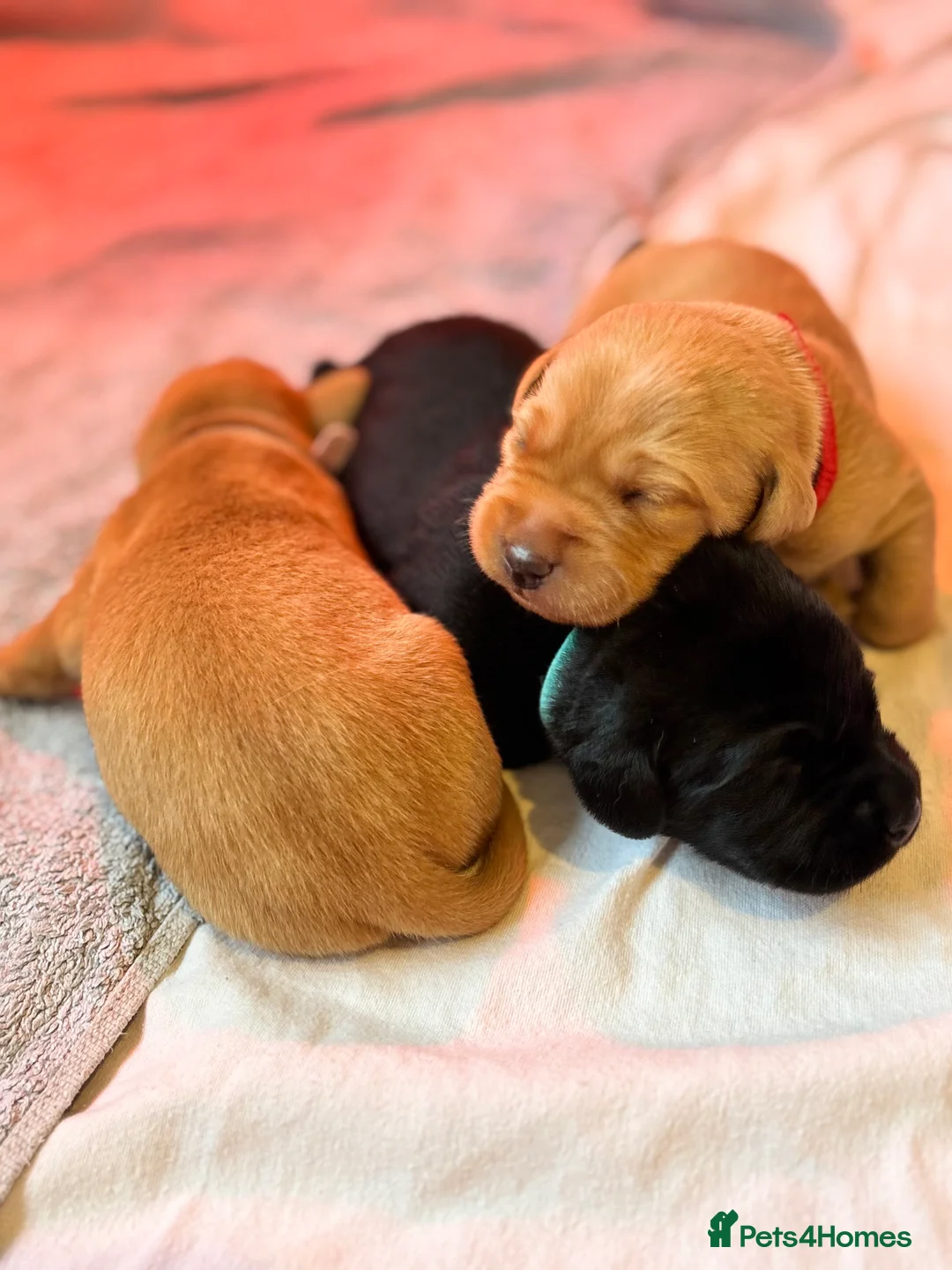 Labrador Retriever dogs for sale: 🐾KC Registered Fox Red & Black Labrador Puppies🐾 - Advert 7