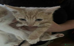 Mixed Breed cats for sale: Two male kittens  - Image 3