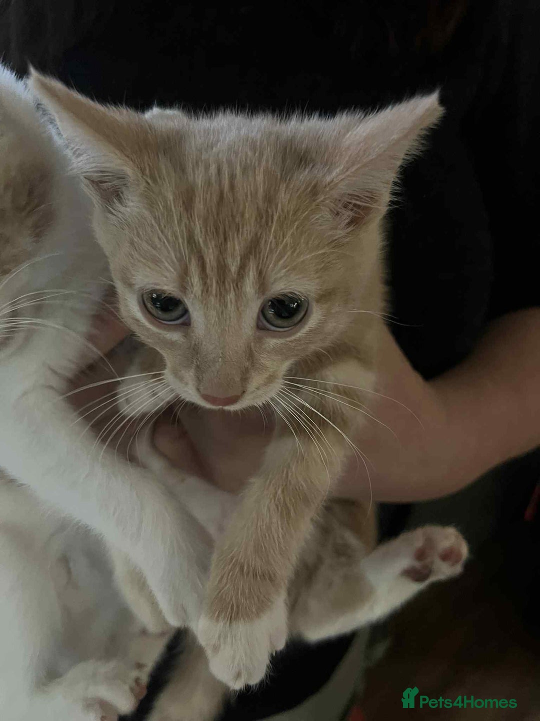 Mixed Breed cats for sale: Two male kittens  - Image 3