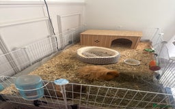 Guinea Pig rodents for sale: 2 male Teddy guinea pigs and all accessories  in Macclesfield - Image 2