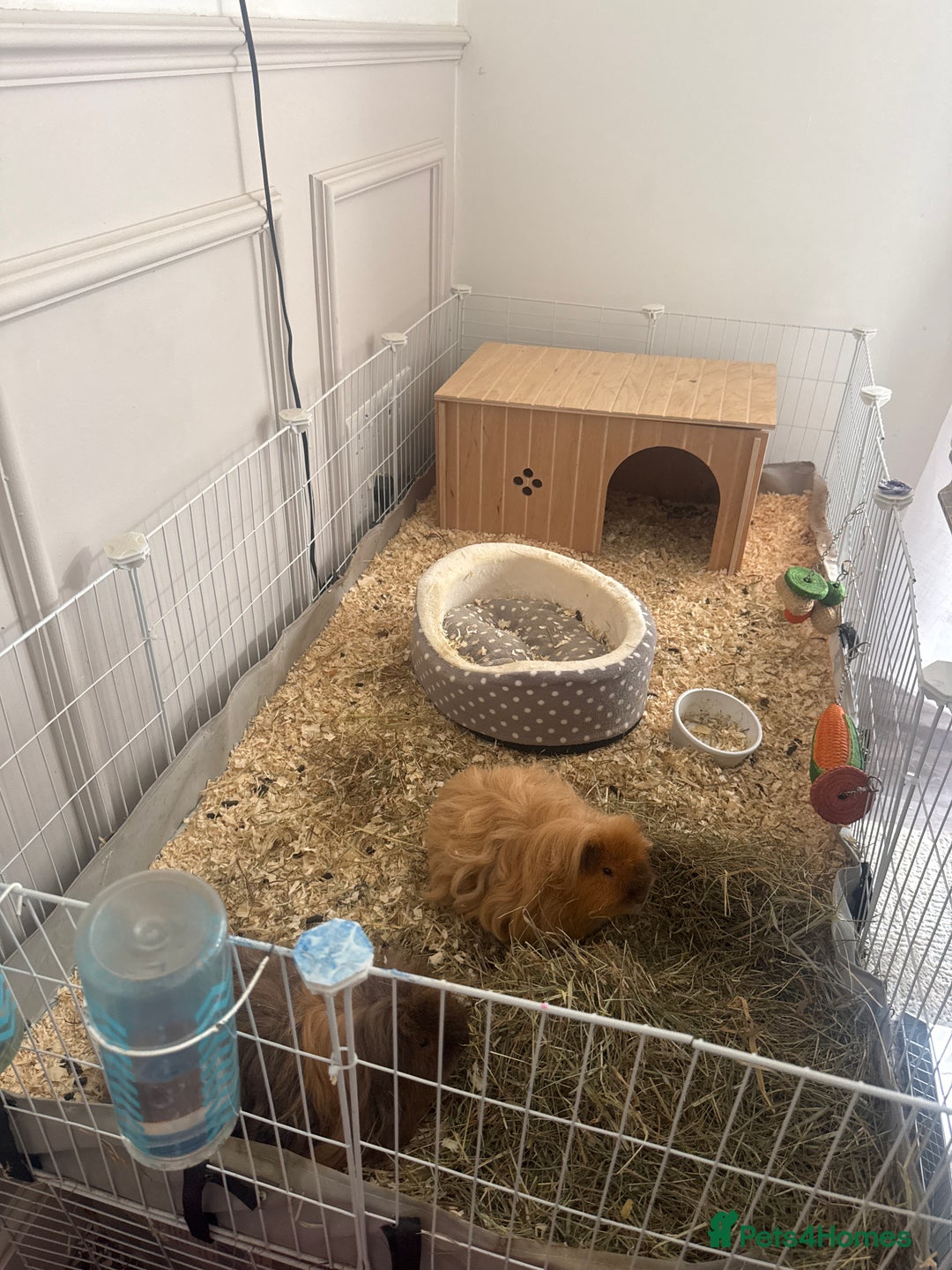 Guinea Pig rodents for sale: 2 male Teddy guinea pigs and all accessories  in Macclesfield - Image 2