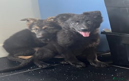German Shepherd dogs for sale: German shepherd pups silver sable black/tan black  - Image 6