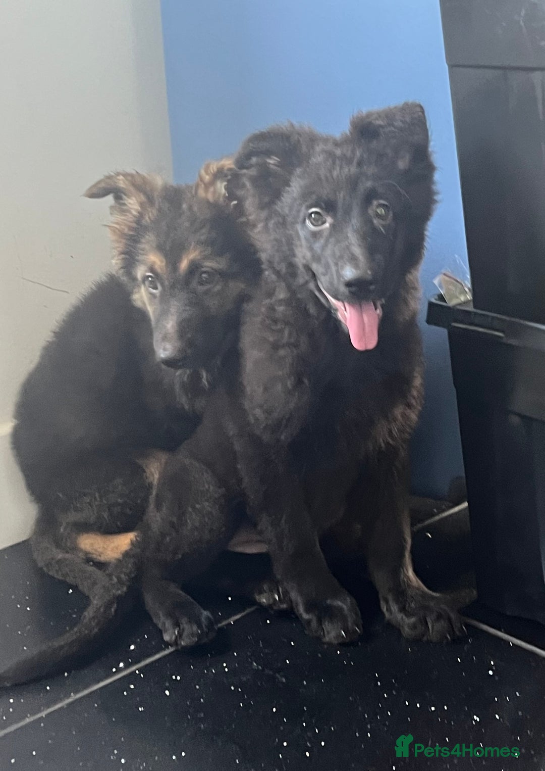 German Shepherd dogs for sale: German shepherd pups silver sable black/tan black  - Image 6
