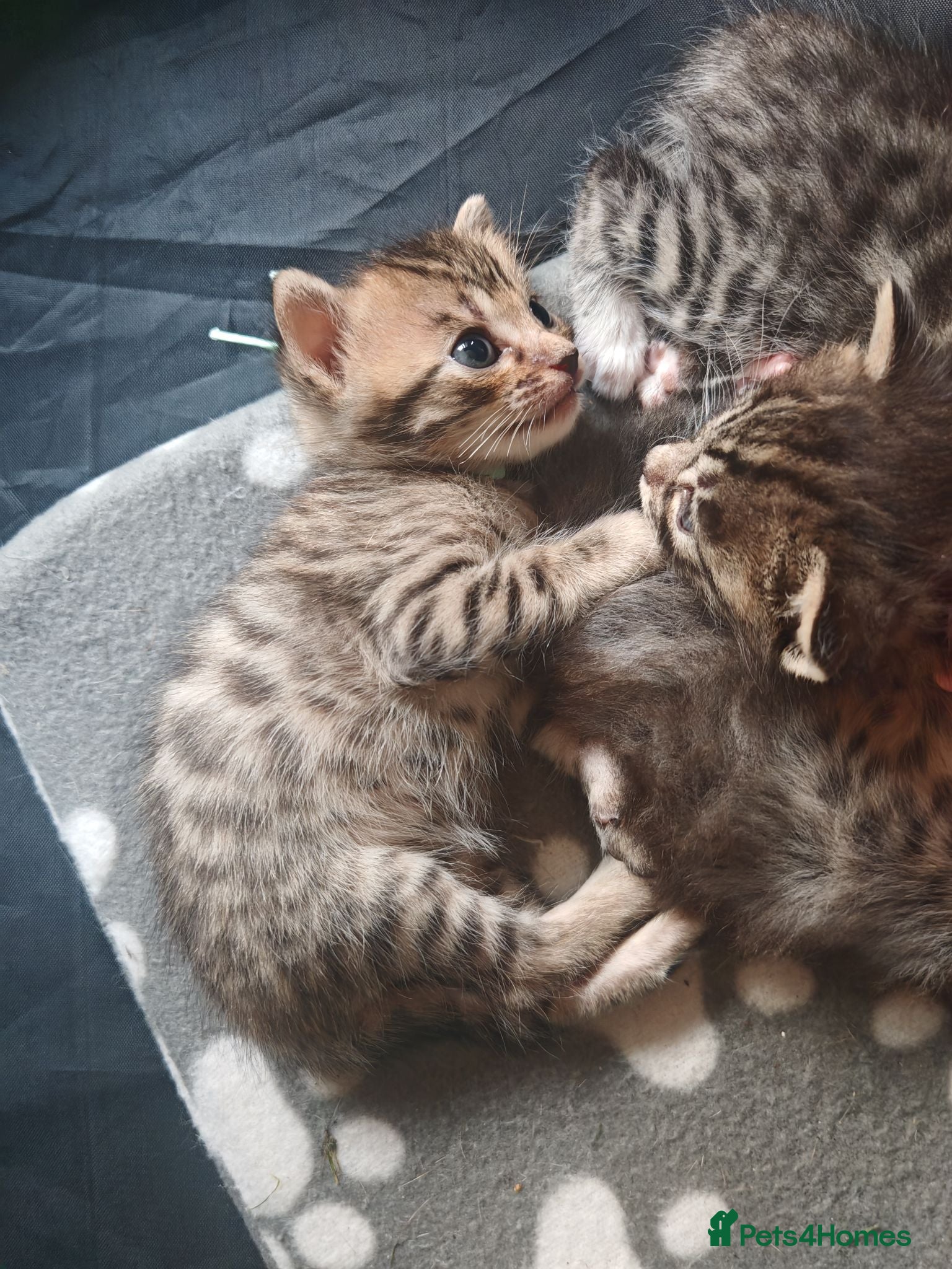 Bengal cats Adorable Bengal Mix Kittens  - Advert 10