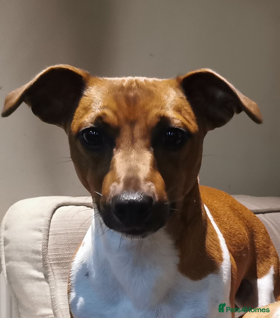 Jack Russell dogs for sale: Super quality vet docked working Jack Russells - Image 13