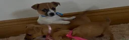 Jack Russell dogs for sale: Jack Russell puppies in Darwen - Advert 13