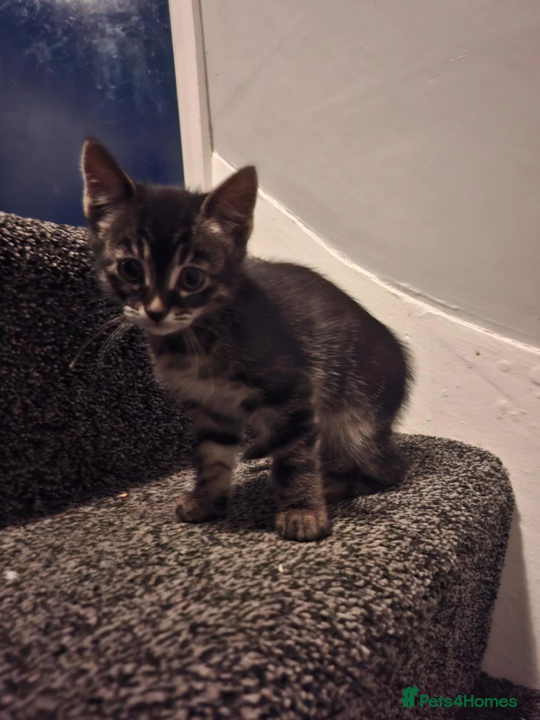 Bengal cats for sale: Extremely rare black bengal kittens  in Sheffield - Advert 1