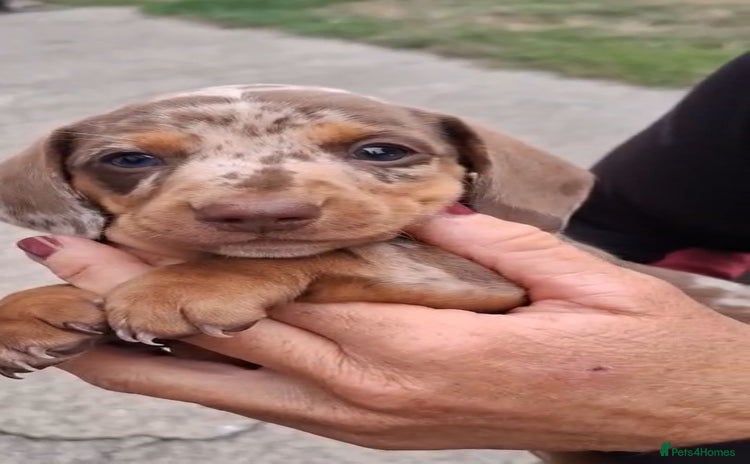 Miniature Dachshund dogs - Advert 4
