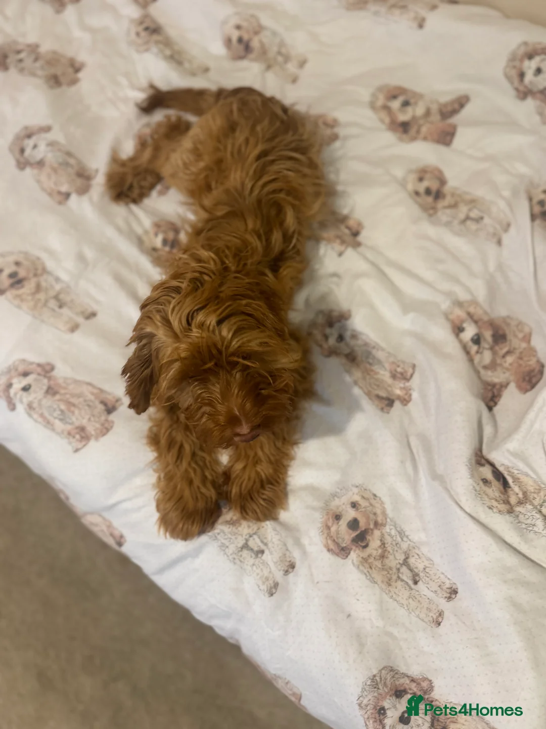 Cockapoo dogs for sale: Super friendly cockerpoo puppy - Advert 4