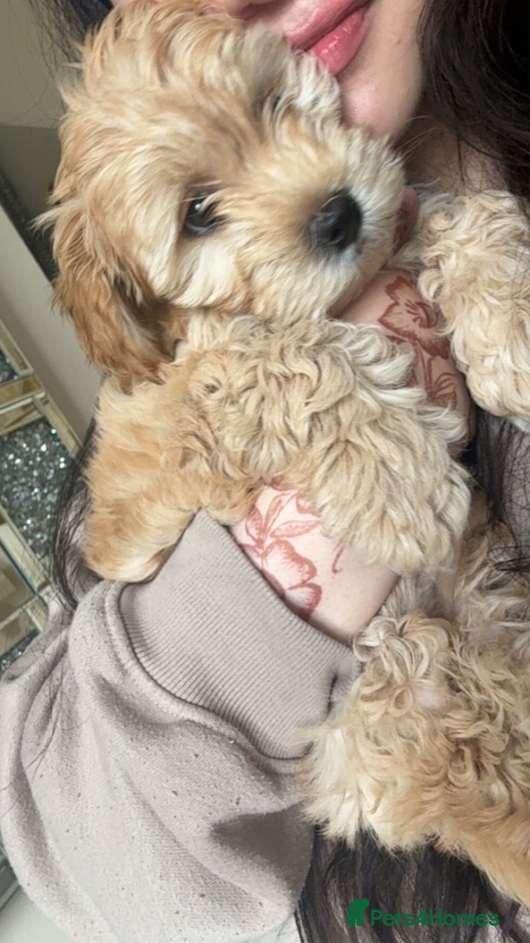 Maltipoo dogs for sale: Maltipoo puppy - 14 wks  - Image 5