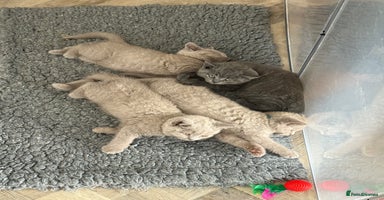 British Shorthair cats - Advert 6