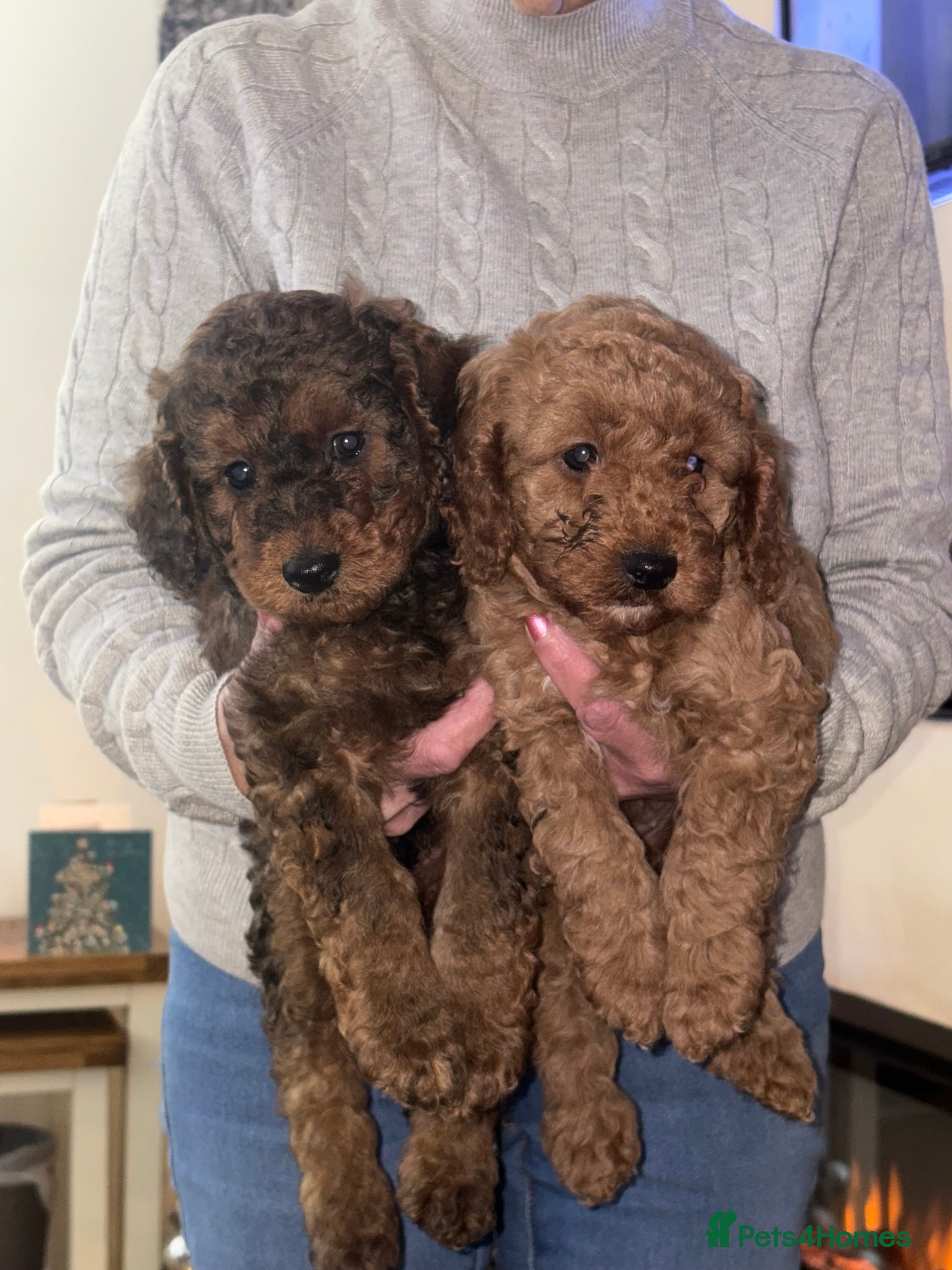 Cockapoo dogs Beautiful f1b cockapoo  - Advert 1