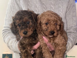 Cockapoo dogs Beautiful f1b cockapoo - Advert 1