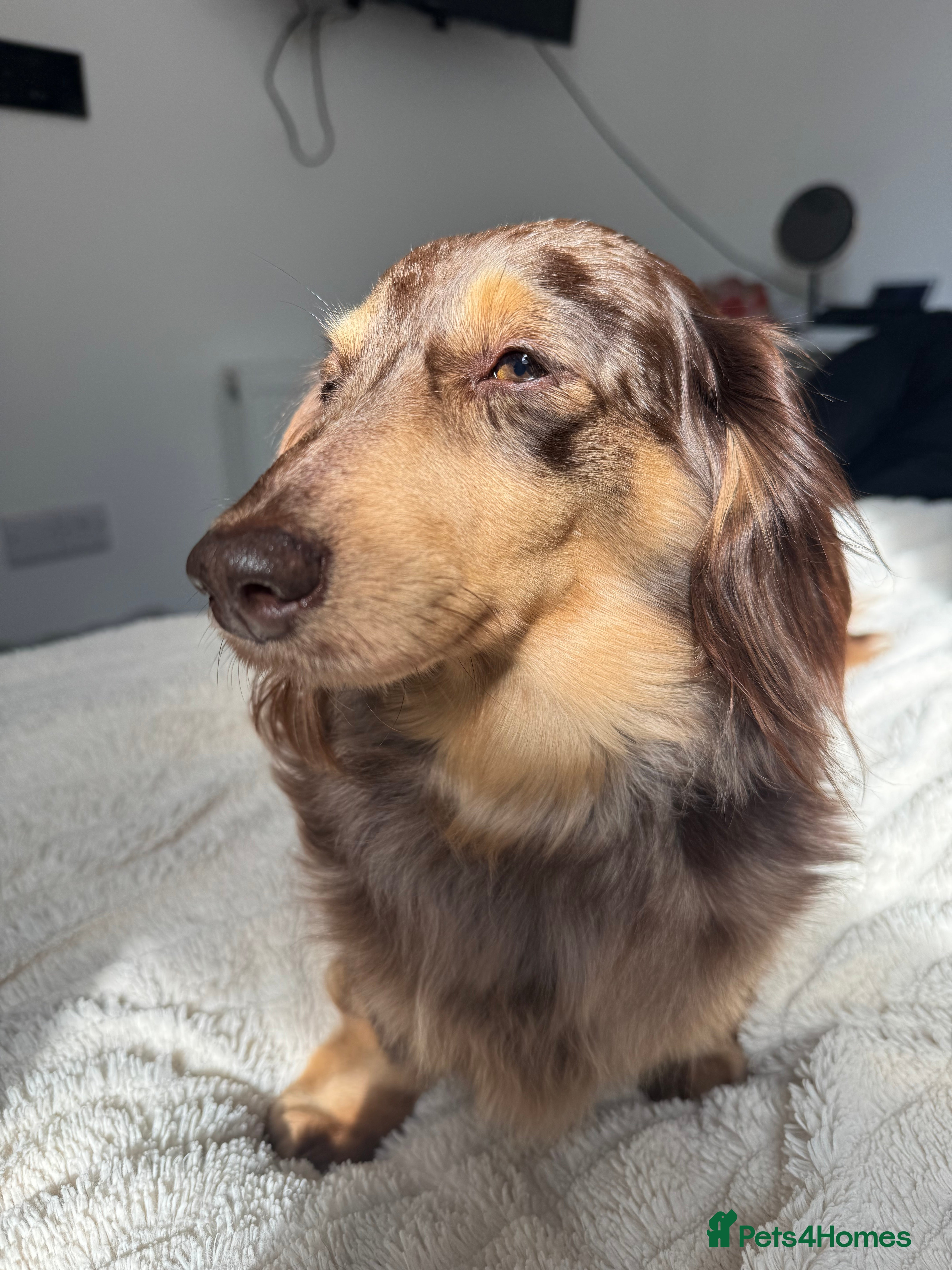 Miniature Dachshund dogs miniature long haired dauschound  - Advert 1