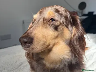 Miniature Dachshund dogs miniature long haired dauschound - Advert 1